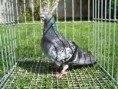 /album/fotogalerie2/racek-sovicka-05-jpg/