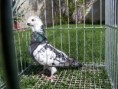 /album/fotogalerie2/racek-sovicka-06-jpg/