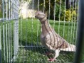 /album/fotogalerie2/racek-sovicka-08-jpg/