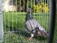 /album/fotogalerie2/racek-sovicka-09-jpg/